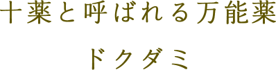 十薬と呼ばれる万能薬　ドクダミ