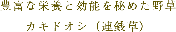 豊富な栄養と効能を秘めた野草 カキドオシ（連銭草）