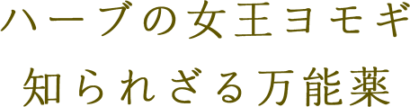 ハーブの女王ヨモギ　知られざる万能薬